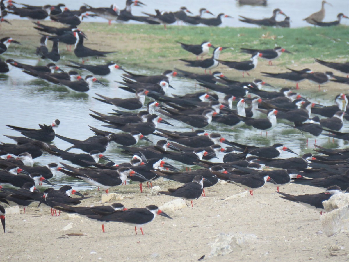 Black Skimmer - Thiago Amaral