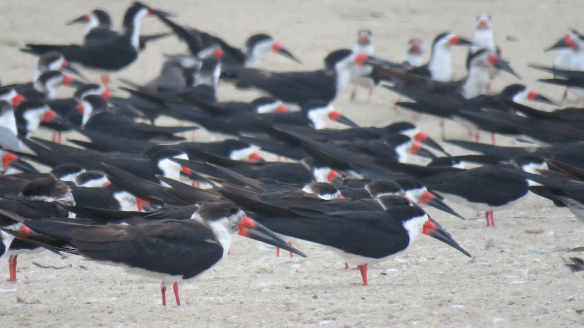 Black Skimmer - Thiago Amaral