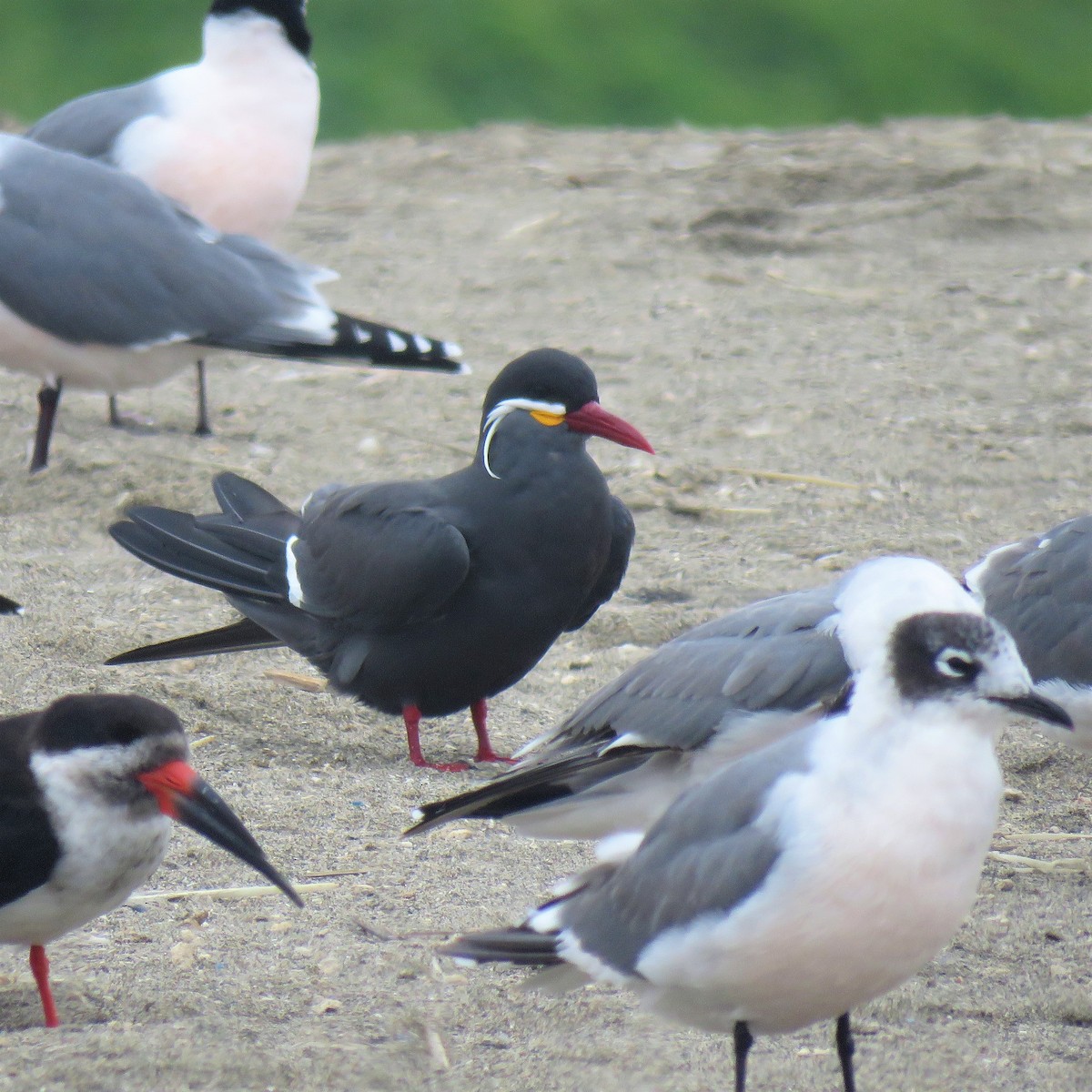 Inca Tern - ML610847007