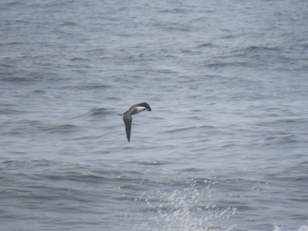 Peruvian Booby - Thiago Amaral