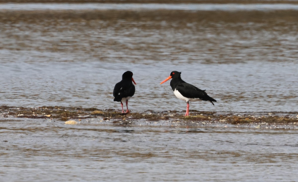 Pied Oystercatcher - ML610847038