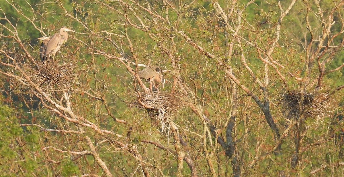 Garza Azulada - ML610847070