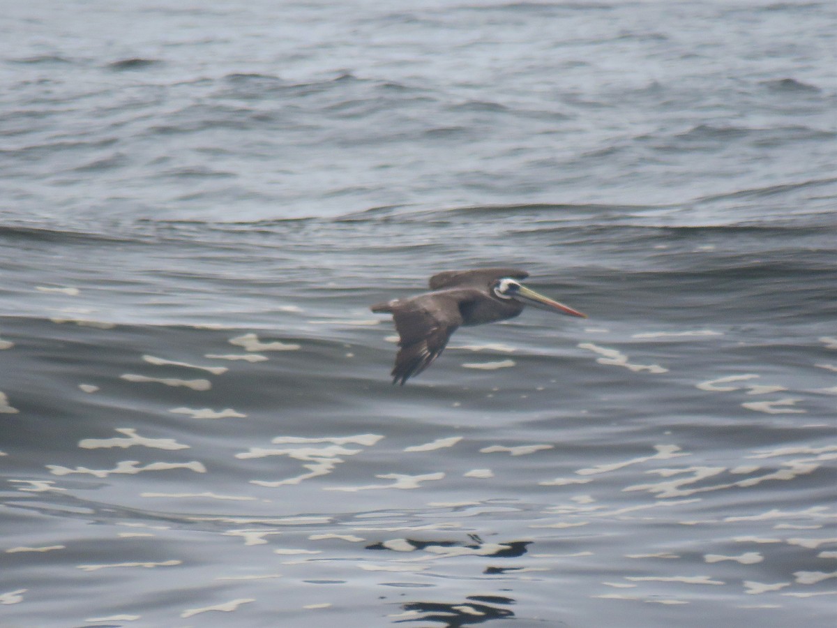 Peruvian Pelican - ML610847073