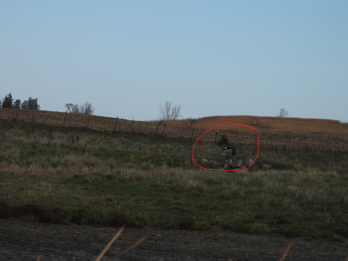 Northern Harrier - Clayton Will