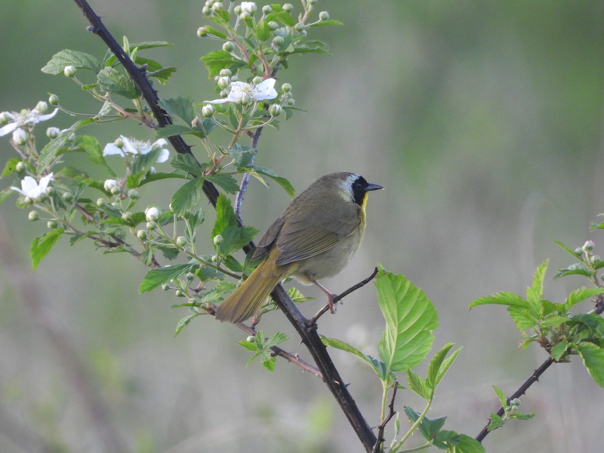 Common Yellowthroat - William Galloway