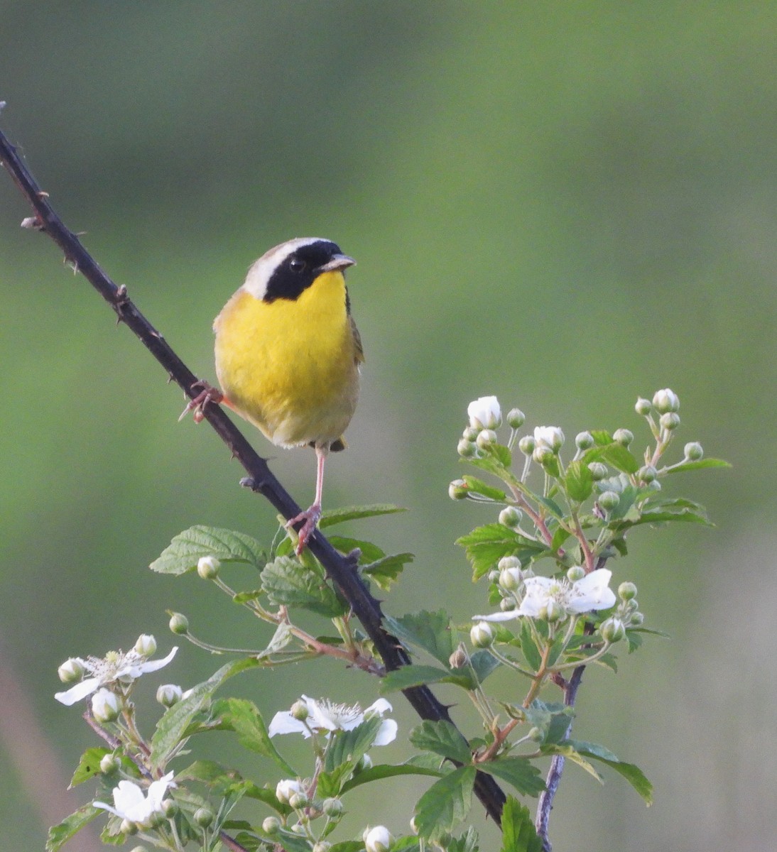 Common Yellowthroat - William Galloway