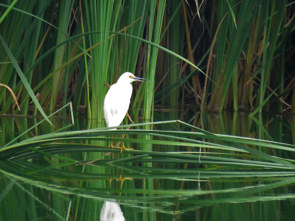 Snowy Egret - ML610847092