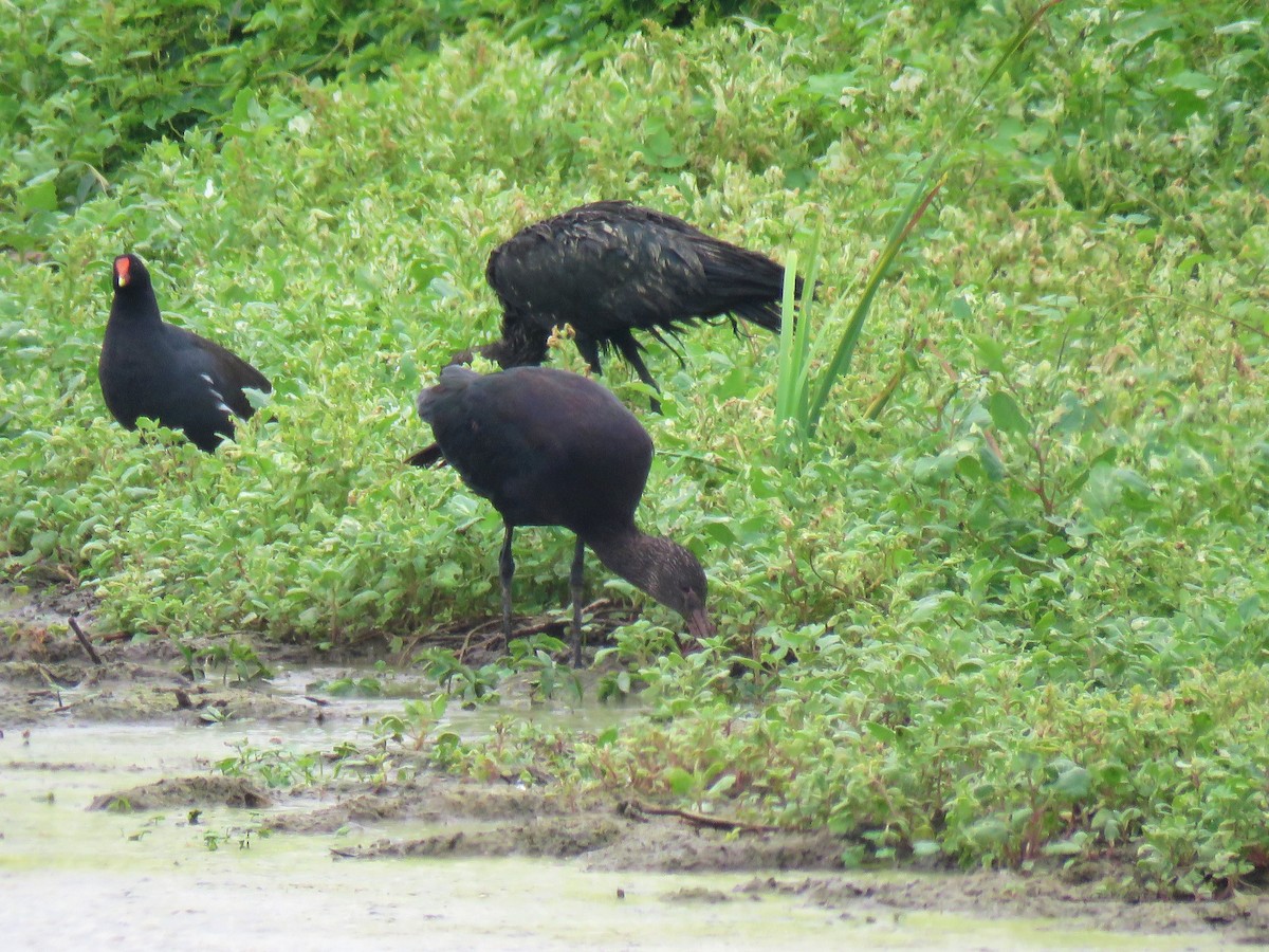 Puna Ibis - ML610847108