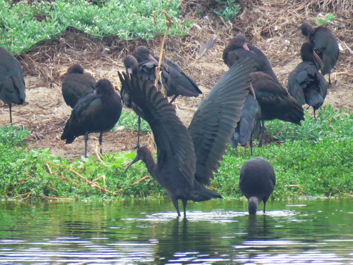 Puna Ibis - ML610847109