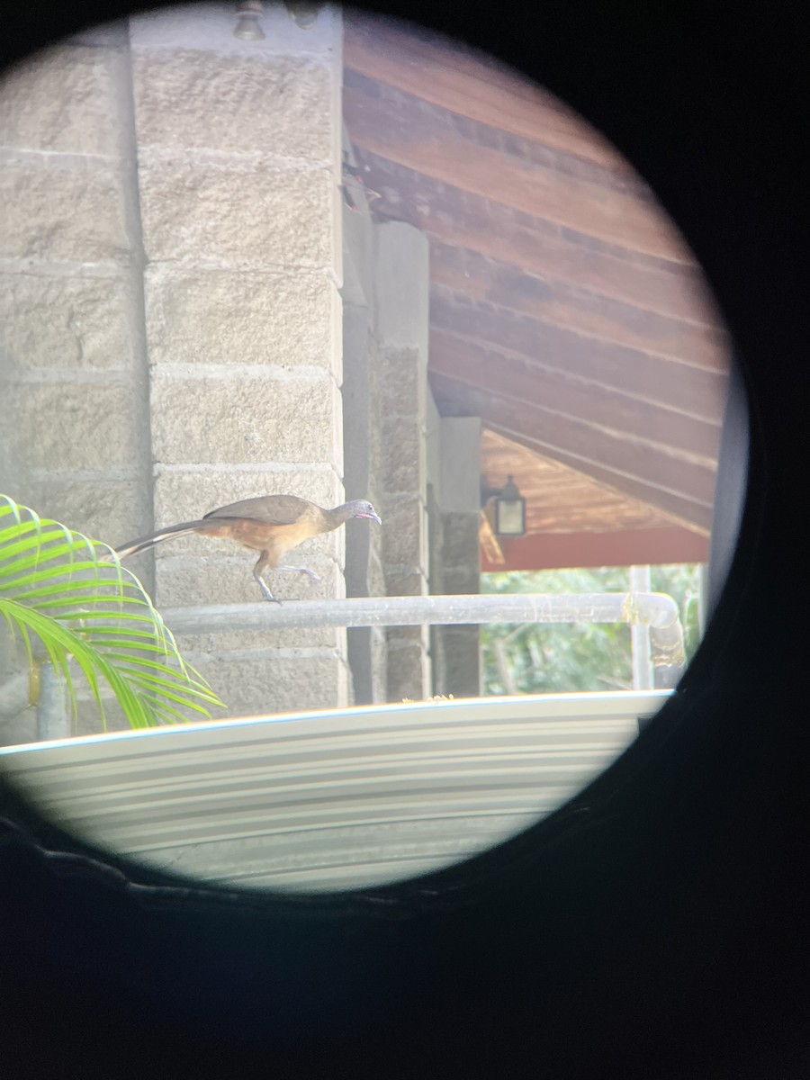 Plain Chachalaca - Fabian Torres