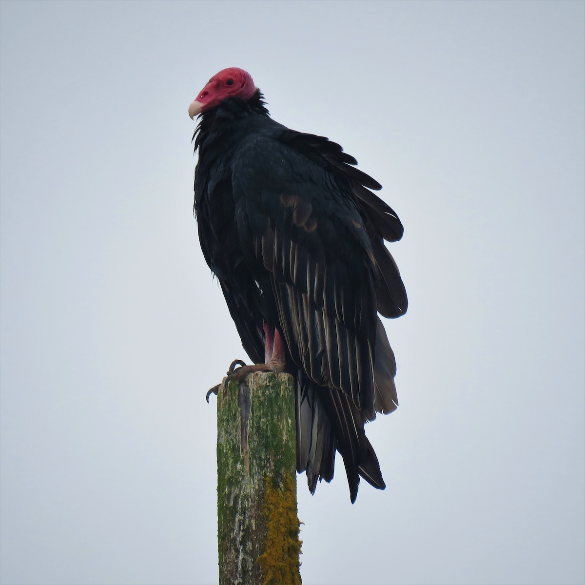 Urubu à tête rouge - ML610847120