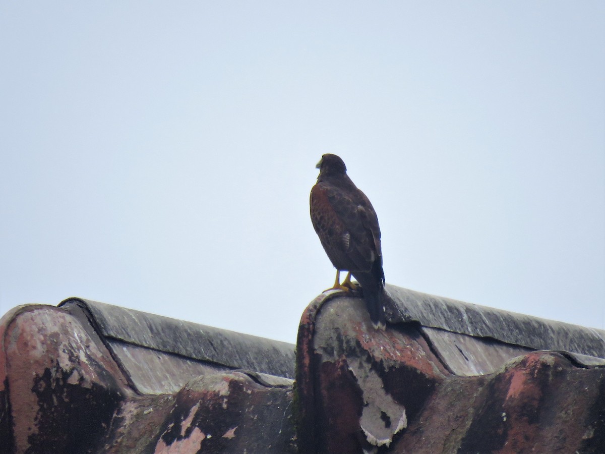 Harris's Hawk - ML610847135