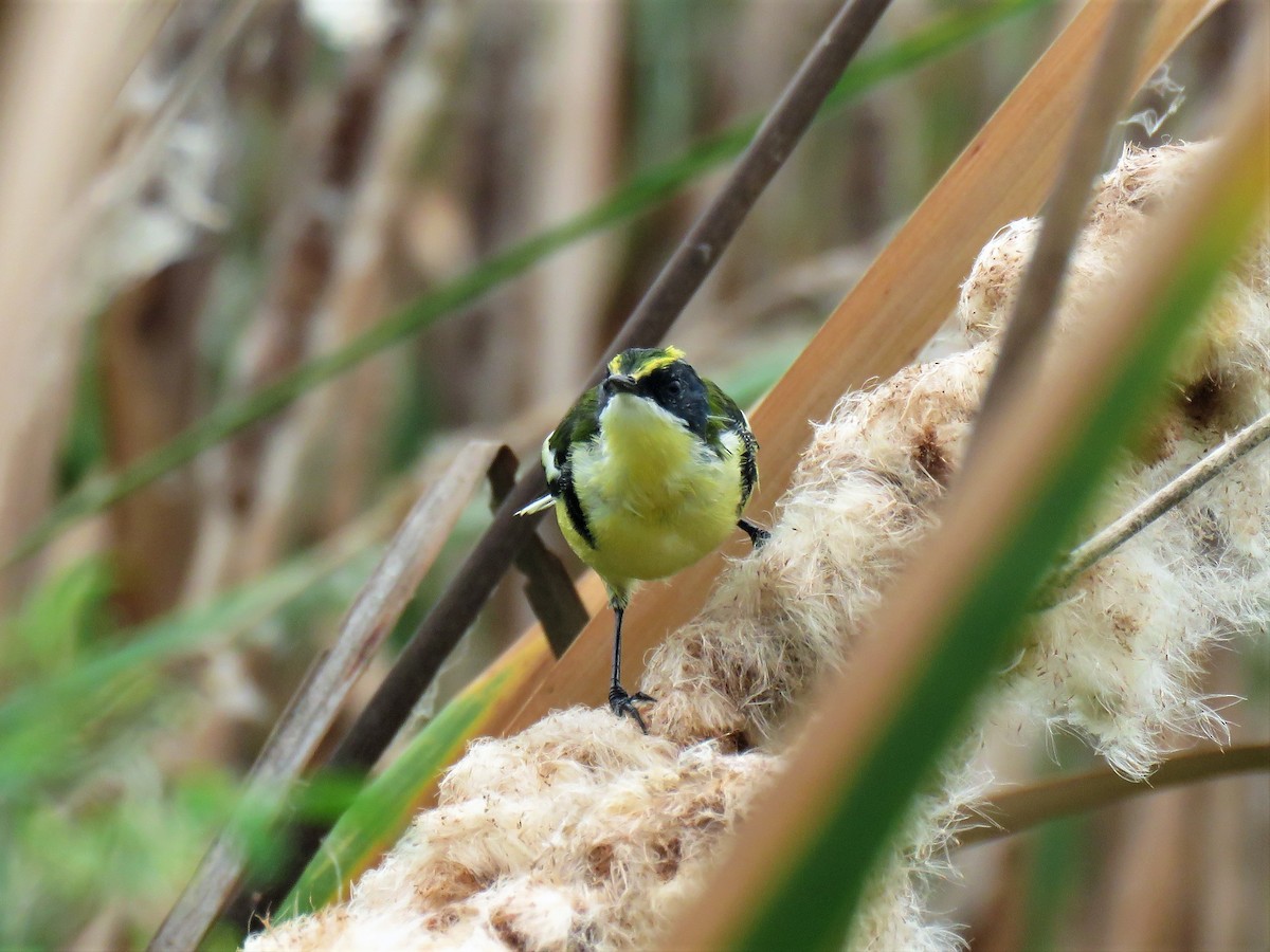 Many-colored Rush Tyrant - ML610847140