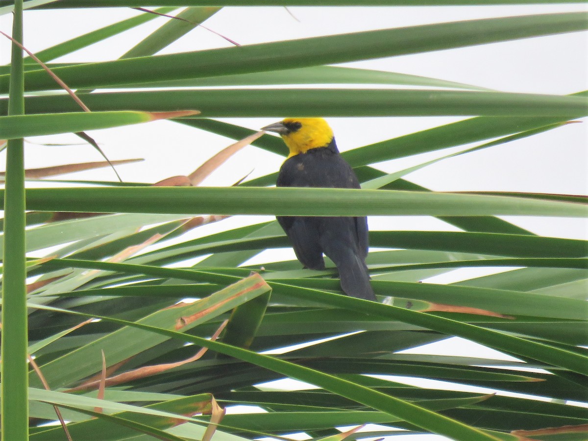 Yellow-hooded Blackbird - ML610847169