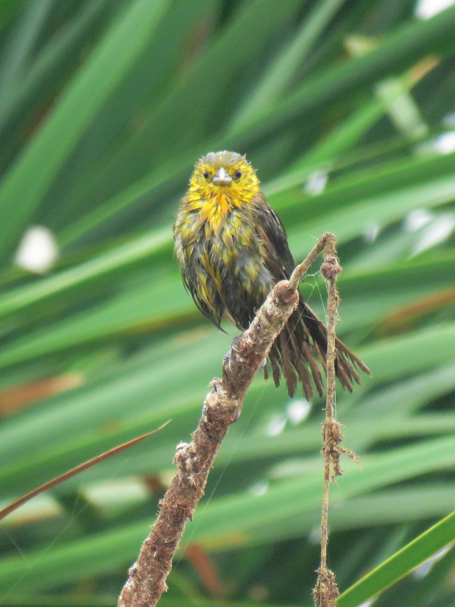 Yellow-hooded Blackbird - ML610847170