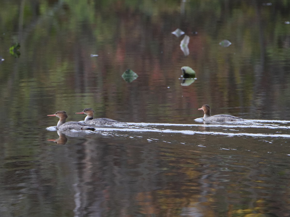 Red-breasted Merganser - Dani Siddle