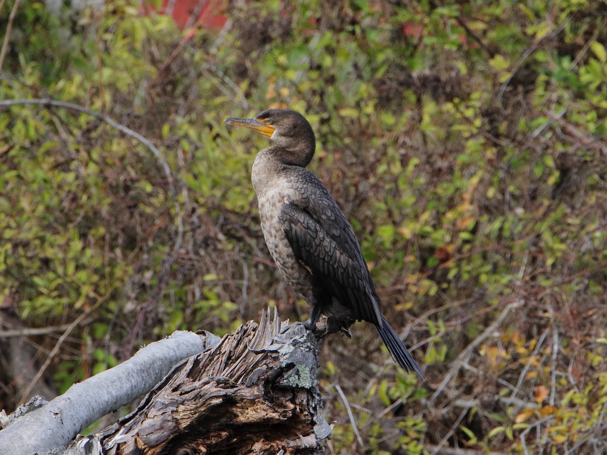 Double-crested Cormorant - Dani Siddle