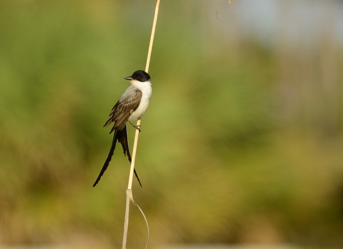 Fork-tailed Flycatcher - Natasza Fontaine