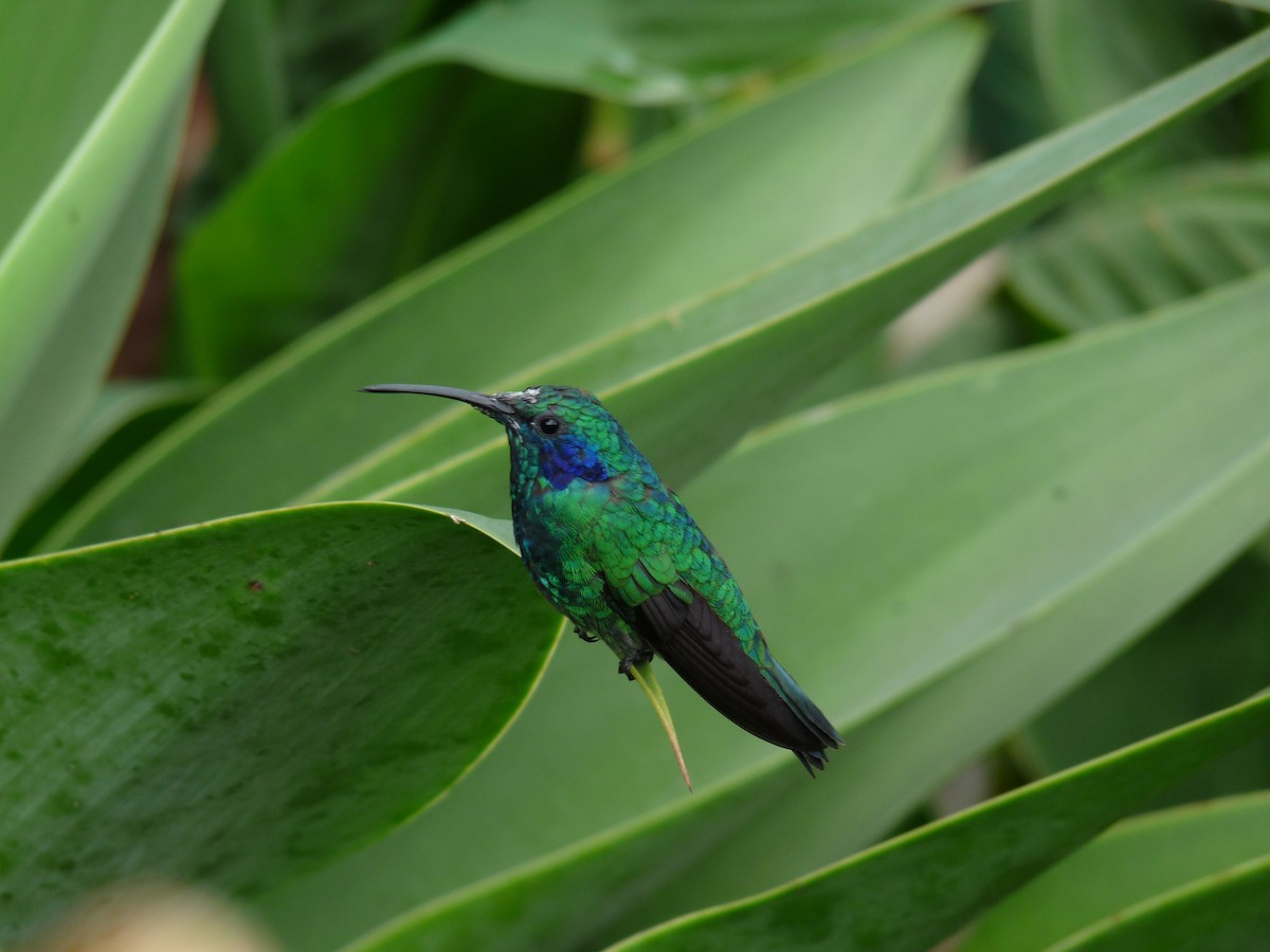 Lesser Violetear - ML61084741