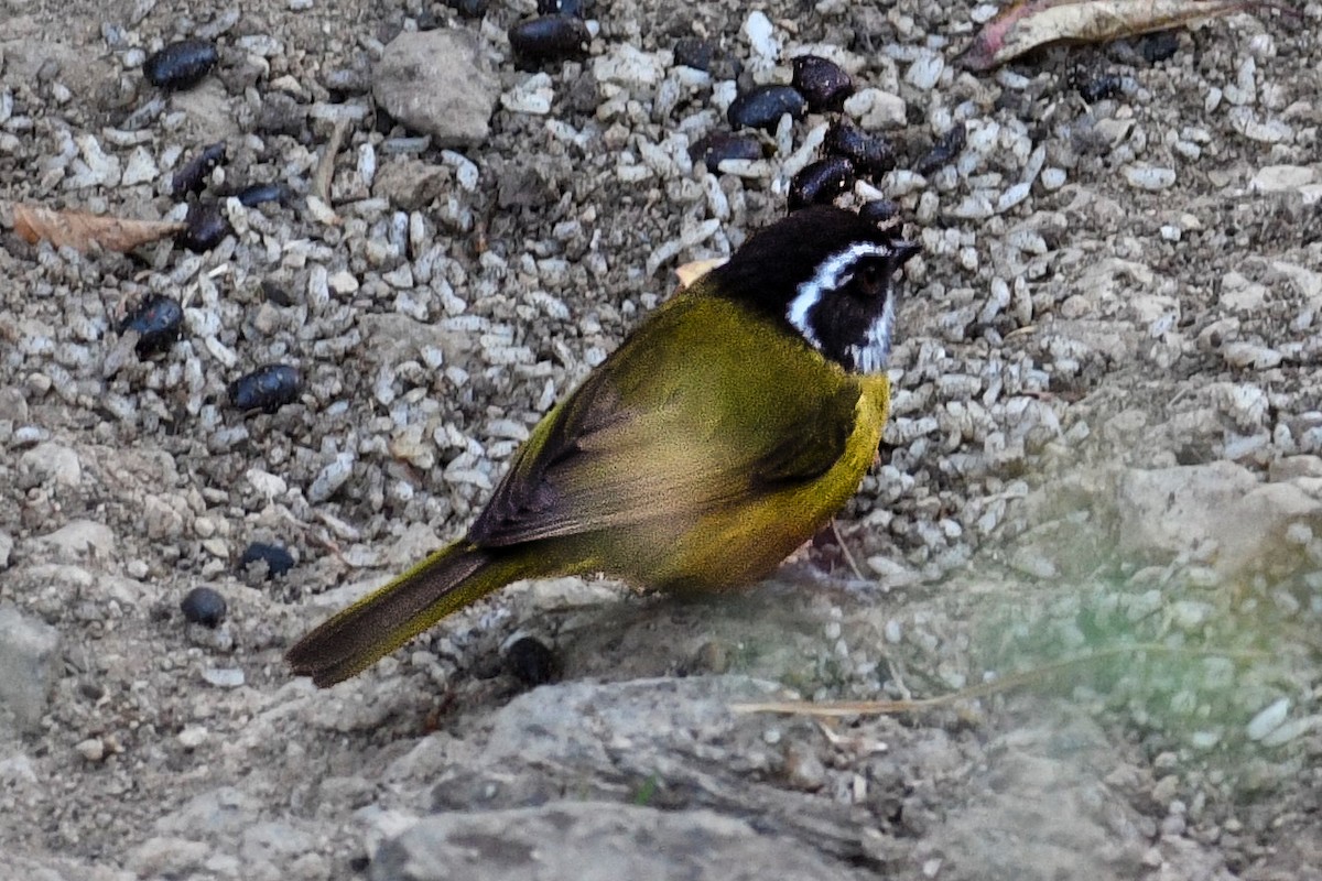 Sooty-capped Chlorospingus - ML610847430