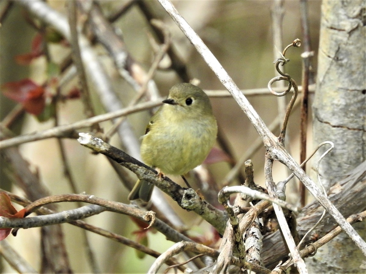 Ruby-crowned Kinglet - ML610847466