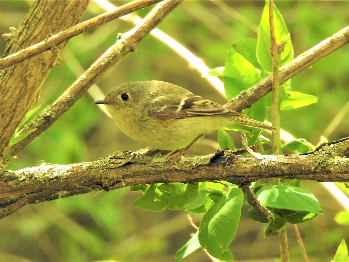Ruby-crowned Kinglet - ML610847467