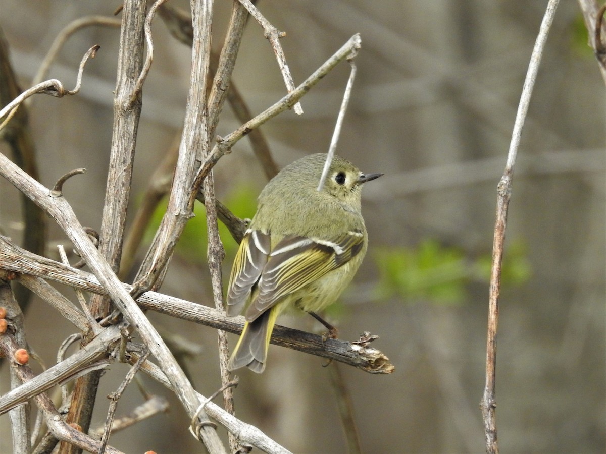 Ruby-crowned Kinglet - ML610847468