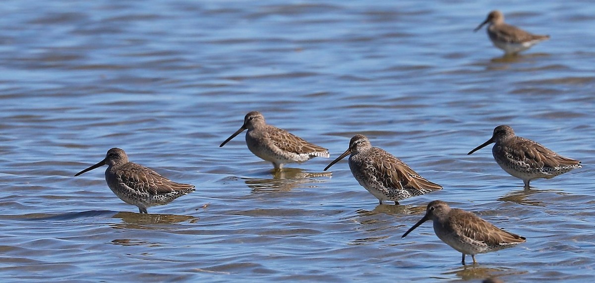 Short-billed Dowitcher - ML610847531