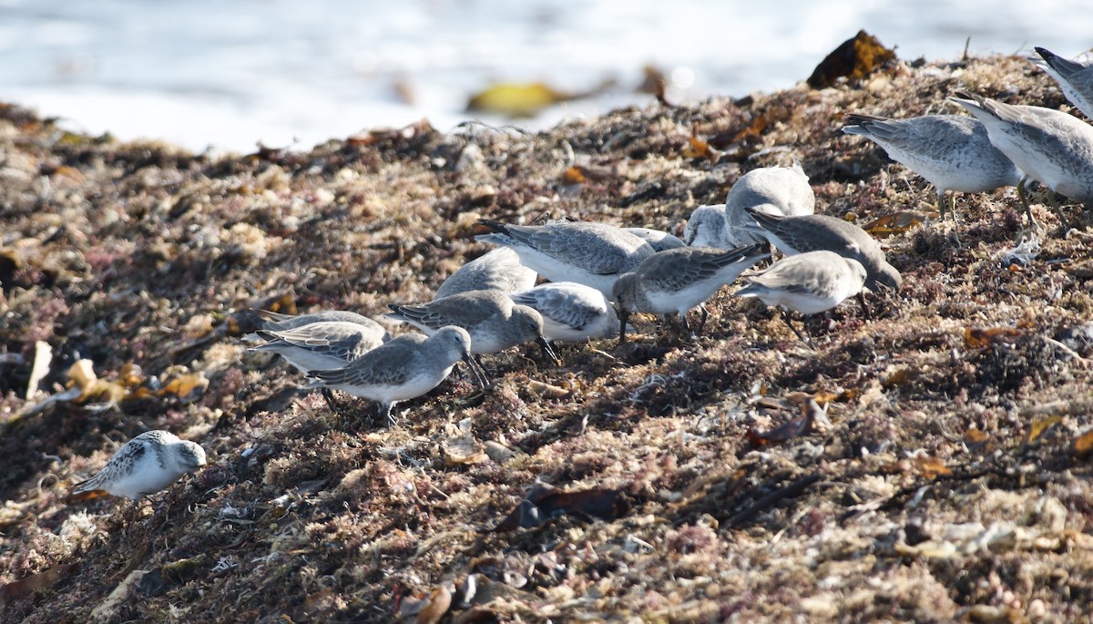 Dunlin - ML610847679