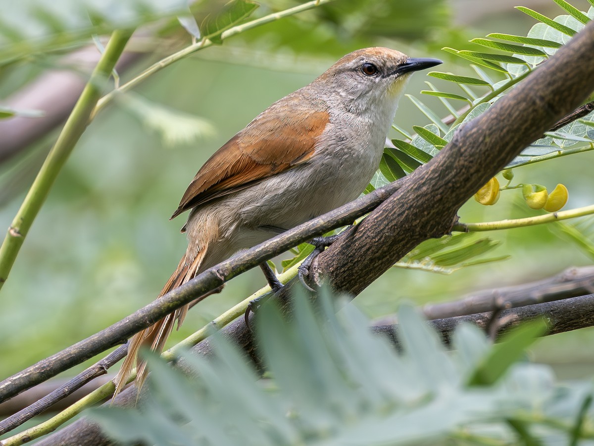 Yellow-chinned Spinetail - ML610847716