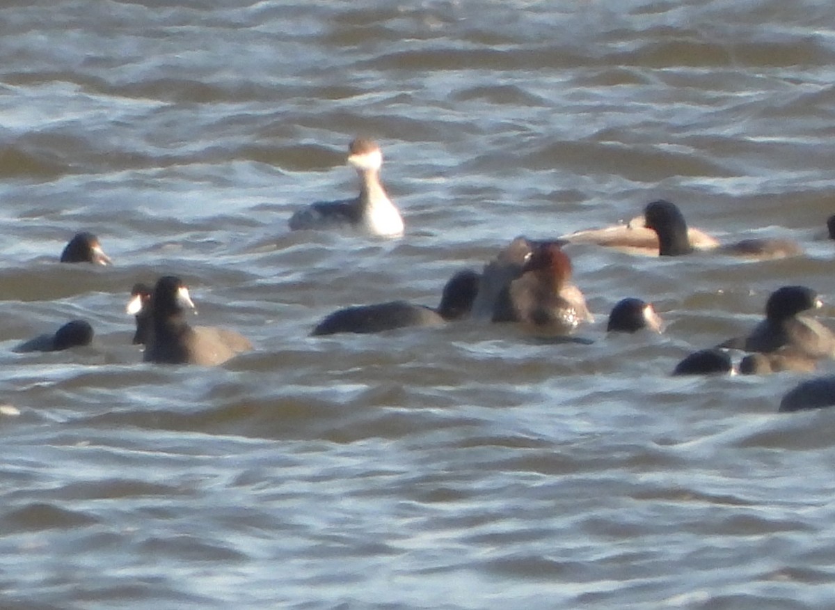 Horned Grebe - ML610847735