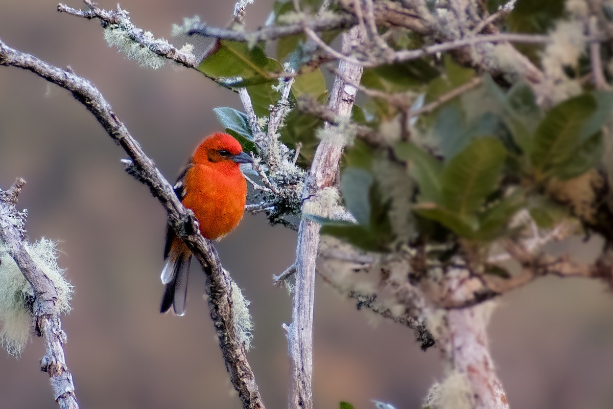 Flame-colored Tanager - ML610847739