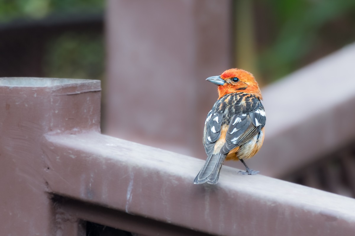 Flame-colored Tanager - ML610847741