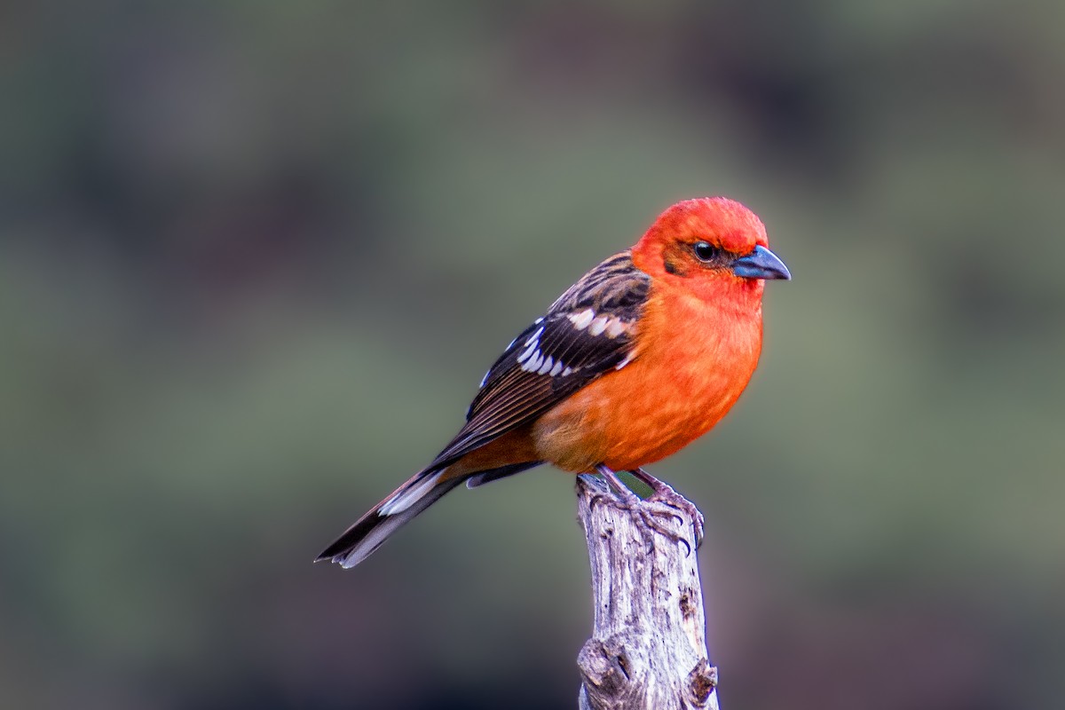 Flame-colored Tanager - ML610847742