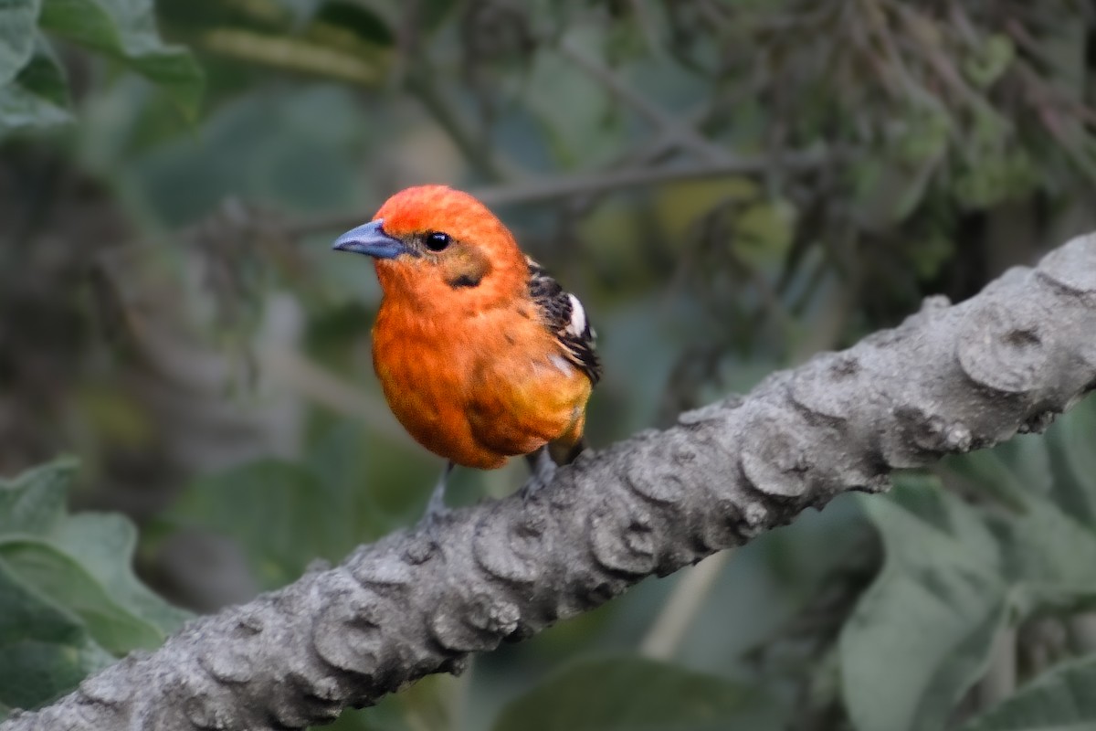 Flame-colored Tanager - ML610847743