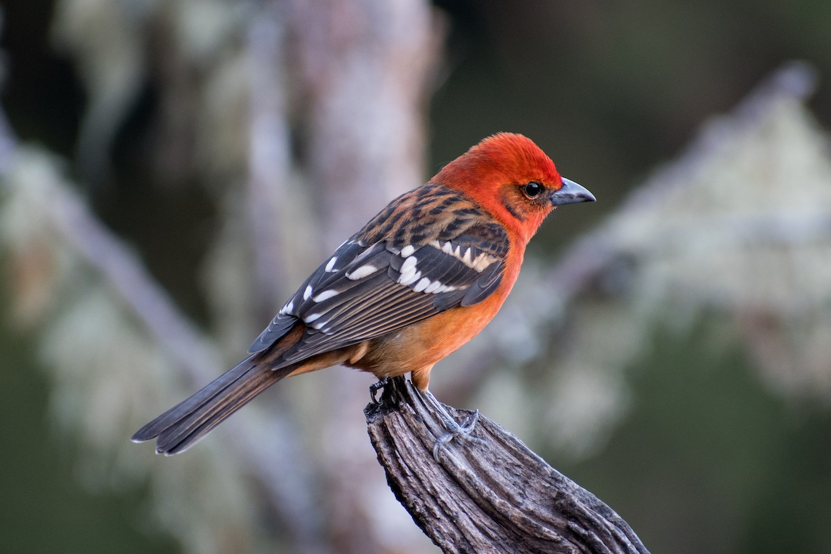 Flame-colored Tanager - Doug Vine