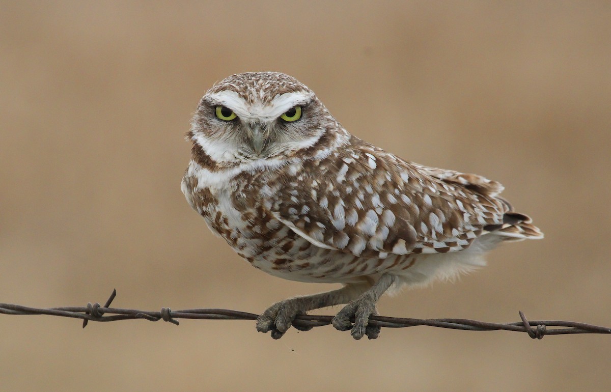 Burrowing Owl - John Rice-Cameron