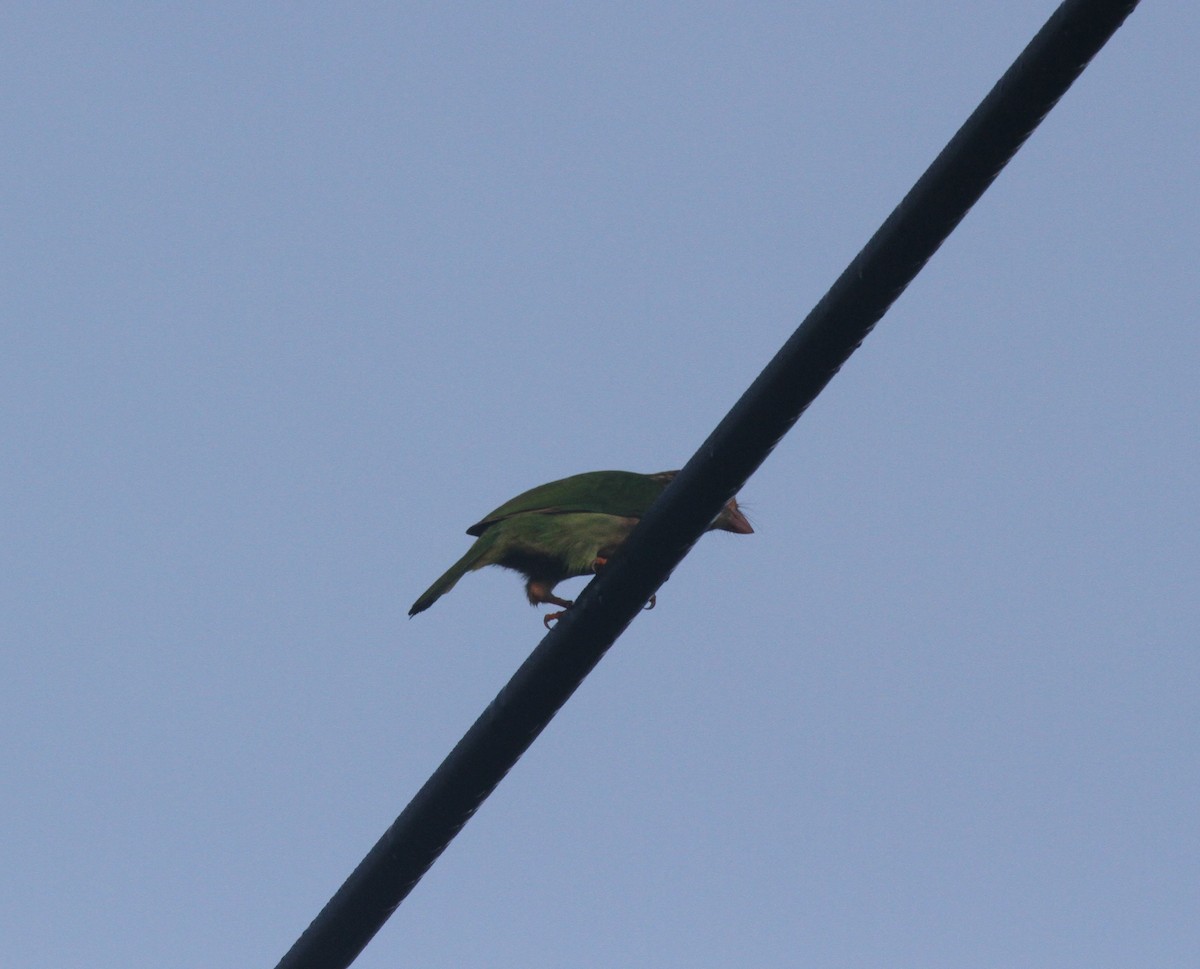 Lineated Barbet - ML610847792