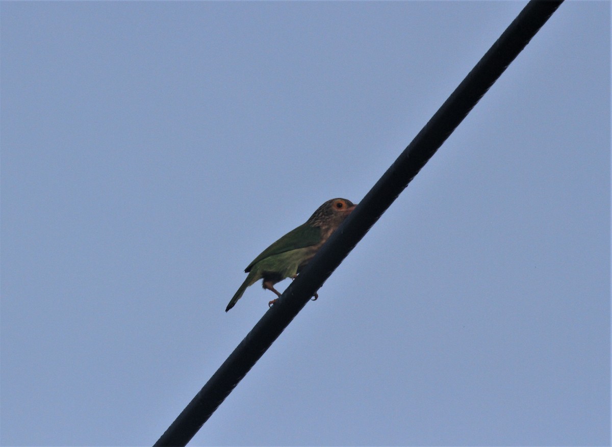 Lineated Barbet - ML610847793
