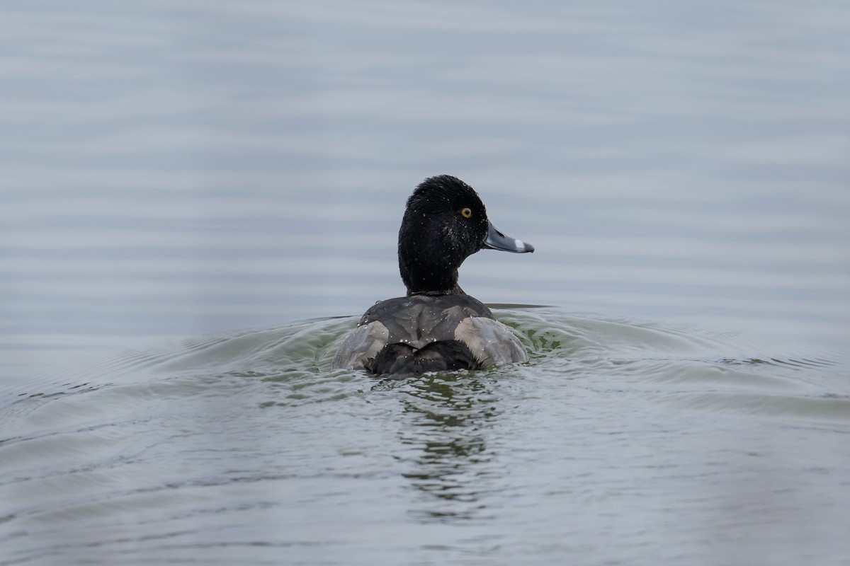 Ring-necked Duck - ML610847838