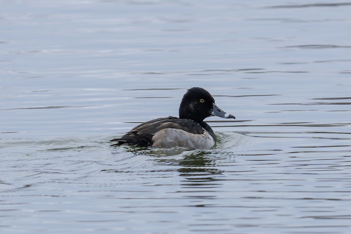 Ring-necked Duck - ML610847839