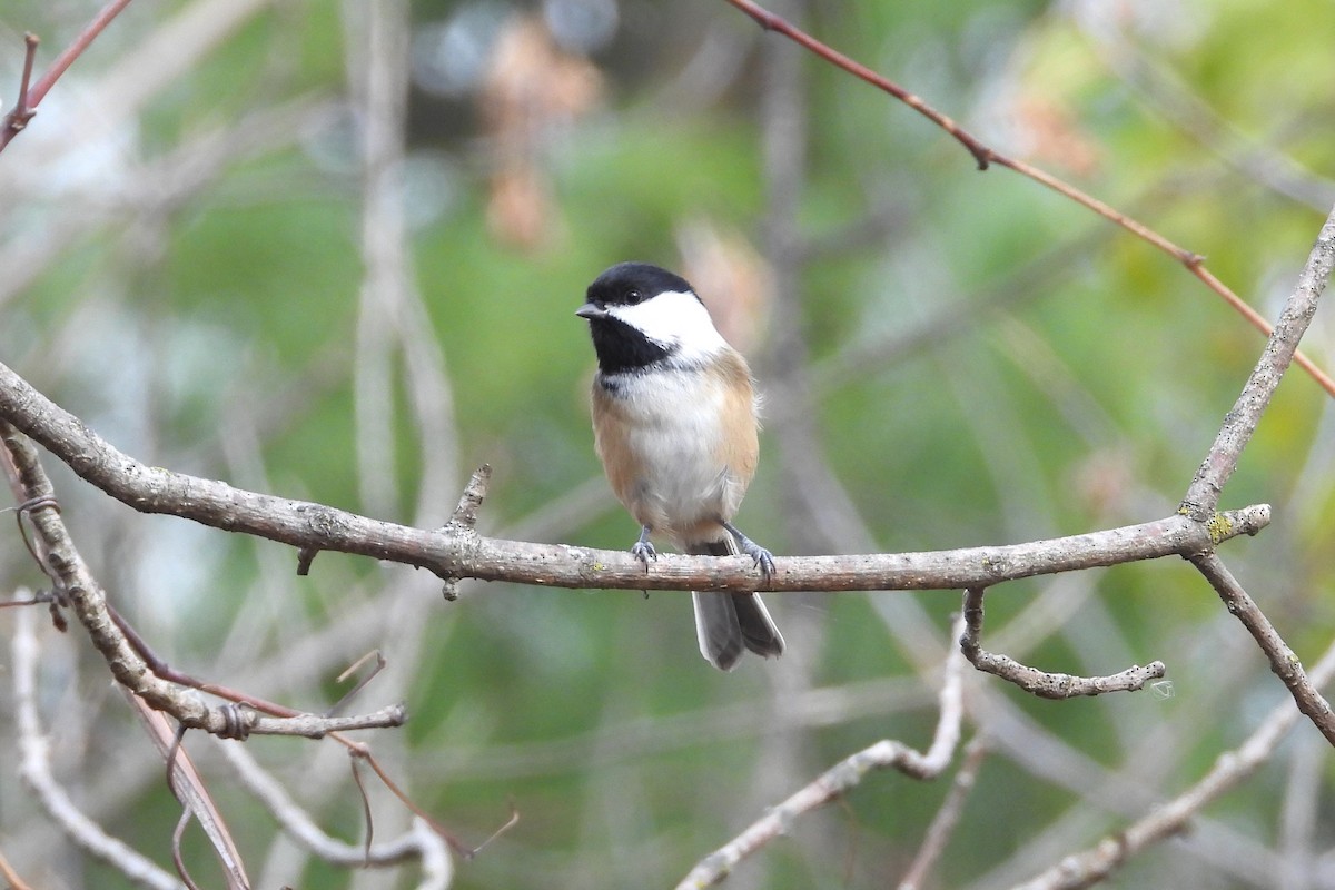 Mésange à tête noire - ML610847886