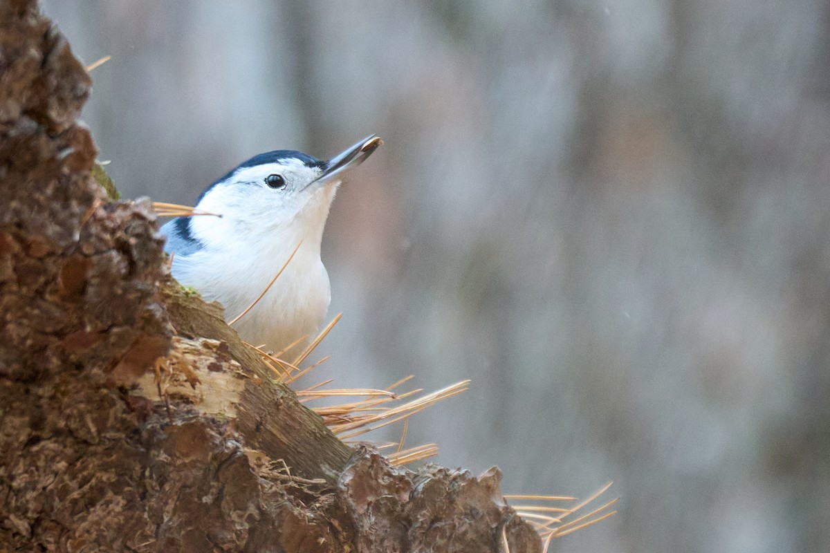 White-breasted Nuthatch - ML610847904