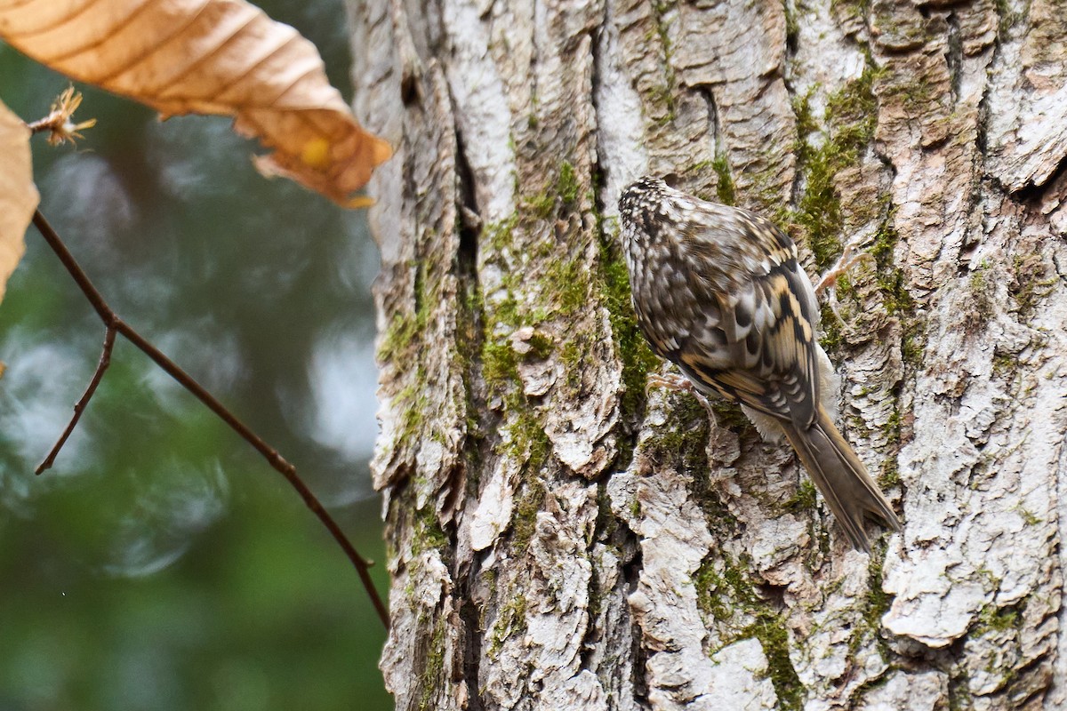 Brown Creeper - ML610847910