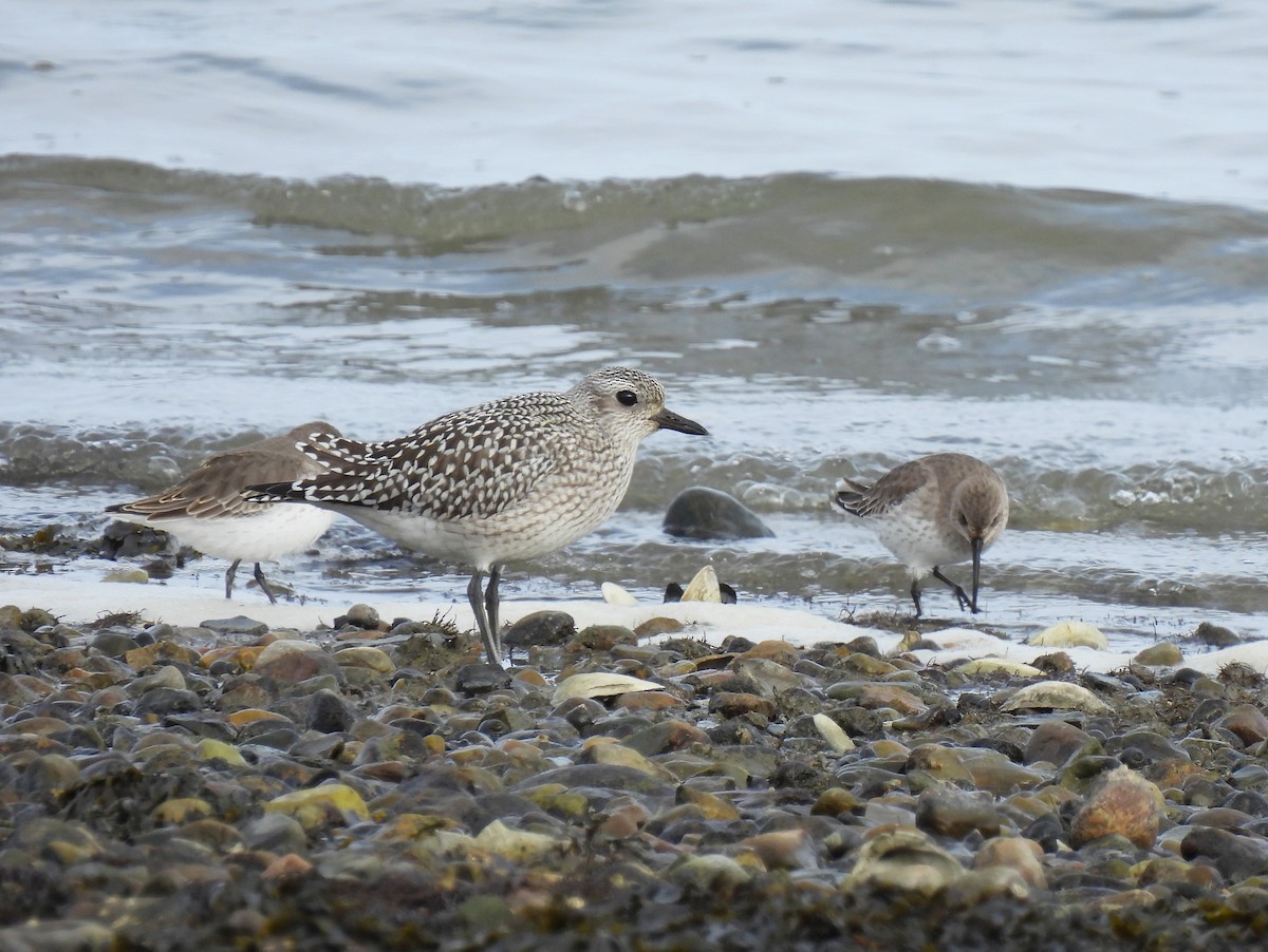 Black-bellied Plover - Cristina Hartshorn