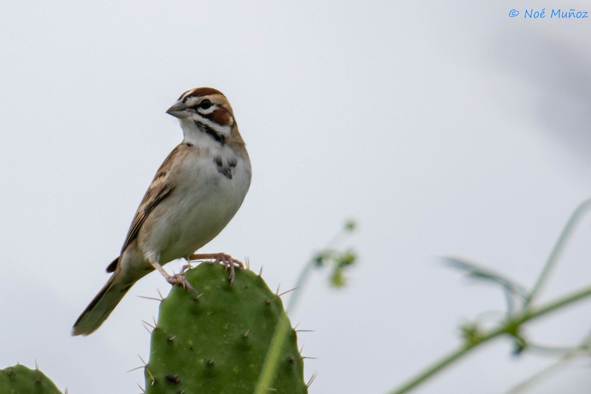 Lark Sparrow - Noé Muñoz-Padilla