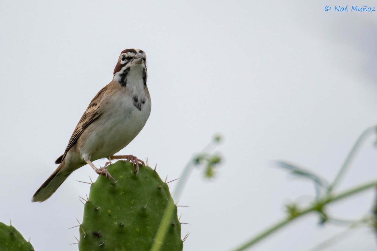 Lark Sparrow - Noé Muñoz-Padilla