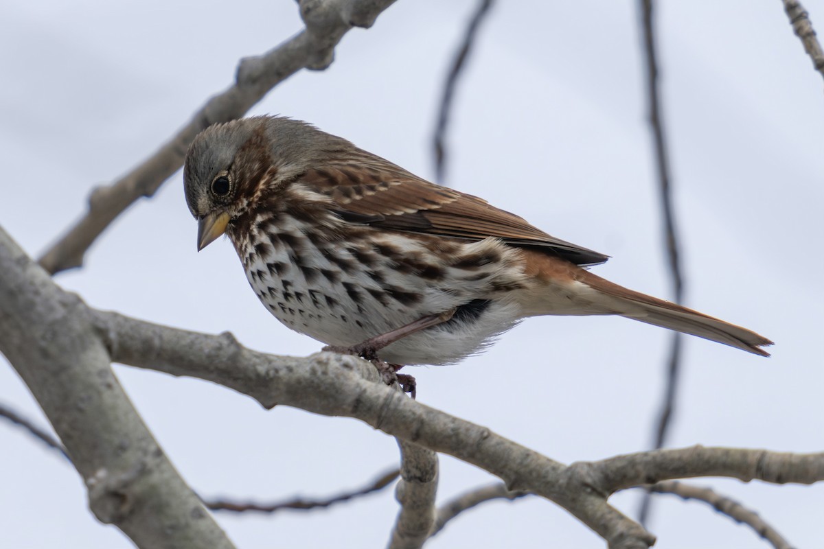 Fox Sparrow - ML610847976