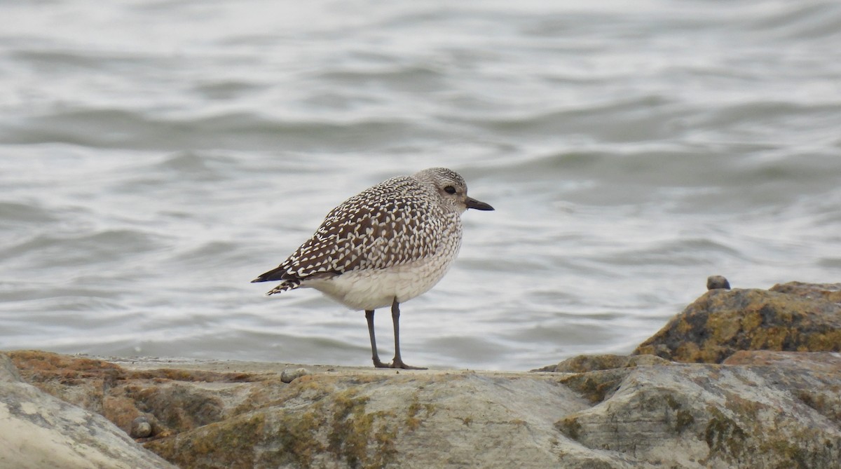 Black-bellied Plover - Cristina Hartshorn