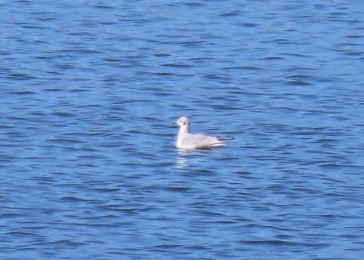 Bonaparte's Gull - ML610848107